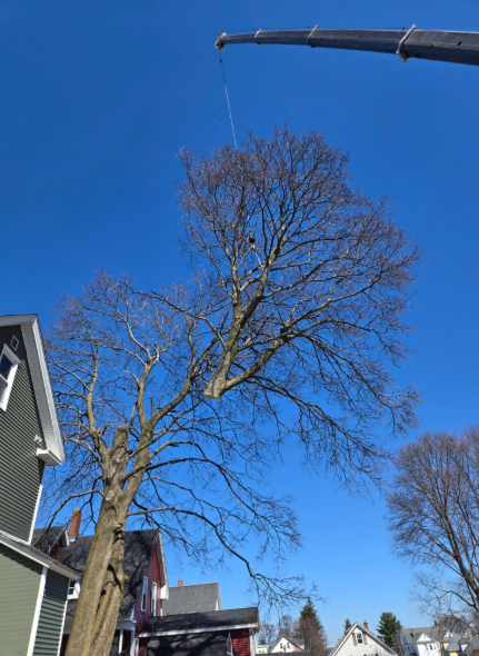 Leafless tree against a bright blue sky beside houses, with a crane arm overhead.