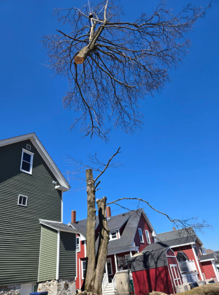 Tall tree stump and bare branches over houses under a clear blue sky