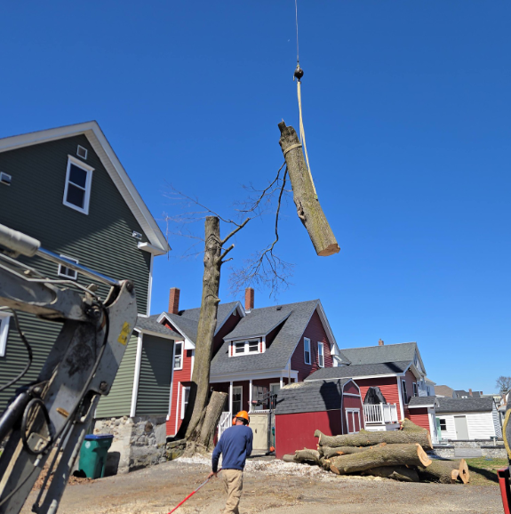 Tree removal crew lifting a large log beside houses on a sunny residential street