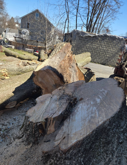 Cut tree trunk and log pile in a yard beside a stone wall, with a house and leafless trees in the background