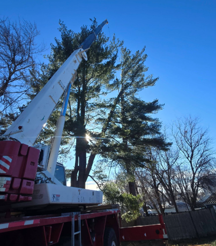 A white crane truck lifts near tall pine trees in a yard with a bright sunlit sky.