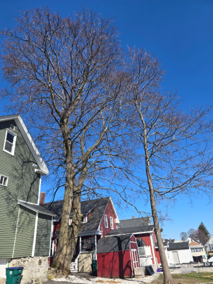 Bare trees beside green and red houses under a clear blue sky on a residential street