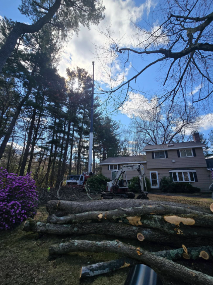 Large felled tree trunks stacked in a yard beside a house under a blue, cloudy sky