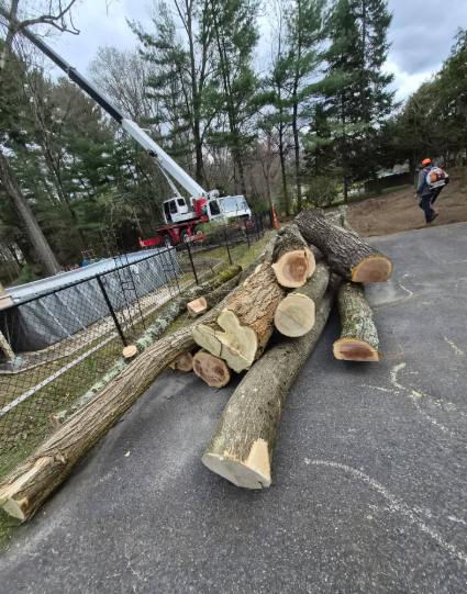 Large cut logs piled on a road beside a crane and workers in a wooded neighborhood