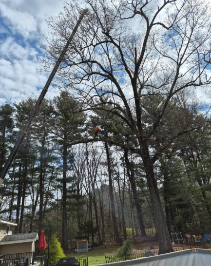 Tall crane lifting a large tree limb in a wooded backyard under a partly cloudy sky