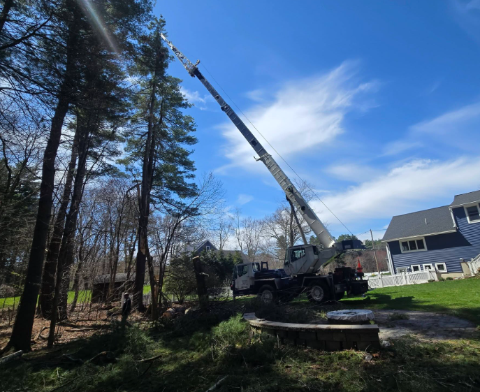 Crane truck lifting a tree in a wooded yard beside a house under a blue sky