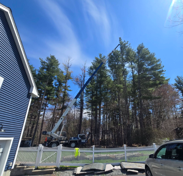 Cherry picker truck lifting a worker near tall trees behind a white fence on a sunny street