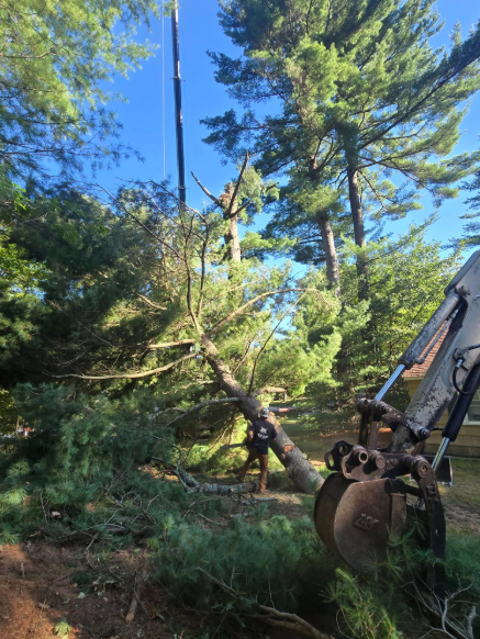 Excavator clearing trees in a wooded area under a bright blue sky