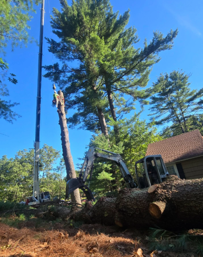 Uprooted tree trunk beside a house, with tall evergreens and clear blue sky in the background.
