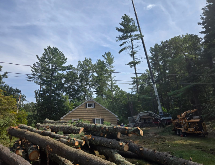 Logs and a logging machine in a wooded yard beside a small house under a cloudy sky.