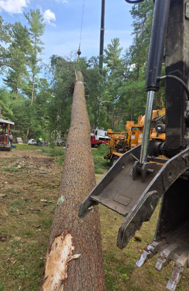 Excavator lifting a long tree trunk in a wooded worksite, with another machine nearby