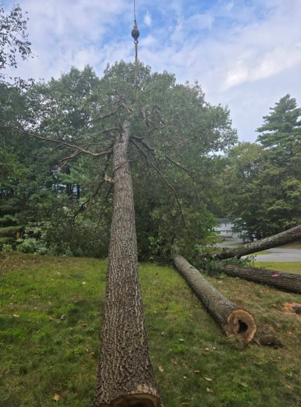 Upright tree trunk in a grassy park beside a fallen log and a road, under a cloudy sky