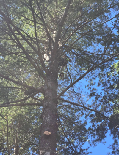 Tall pine tree trunk and branches reaching into a bright blue sky, viewed from below