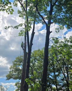 Tall trees with sparse leaves against a blue sky with white clouds