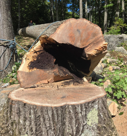 Cut tree trunk with a large hollow cavity in a wooded area, sunlight on bark and wood.