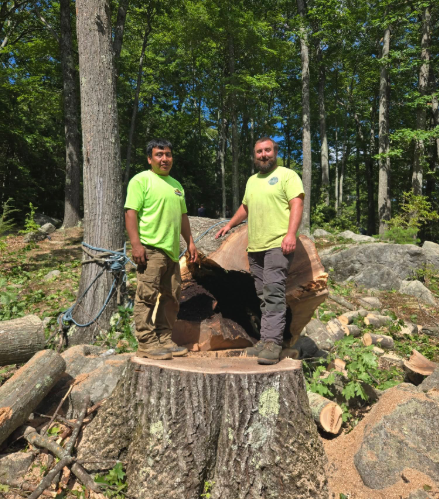 Two workers in neon green shirts stand by a large wood stump in a sunny forest clearing