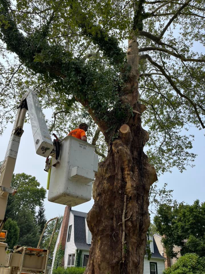 A man in a bucket is cutting a tree.