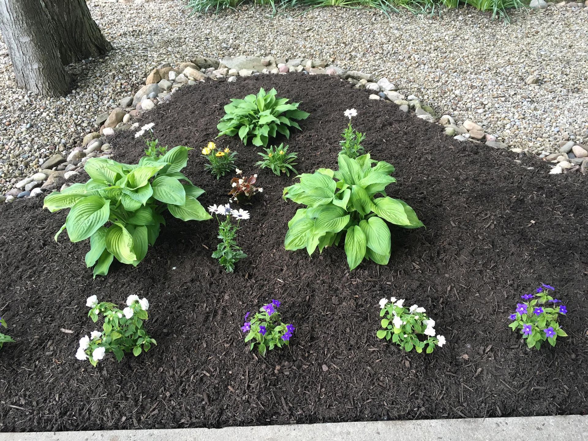 A garden filled with lots of plants and flowers.
