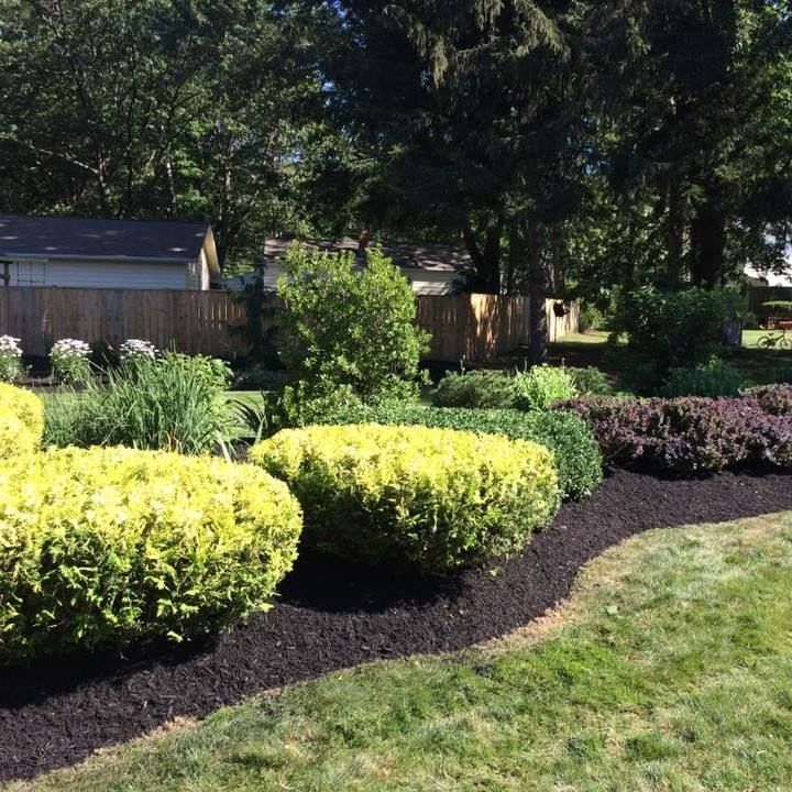 A lush green garden with a fence in the background