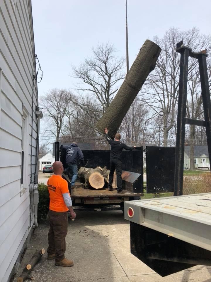A man in an orange shirt is standing next to a truck carrying a large tree stump.