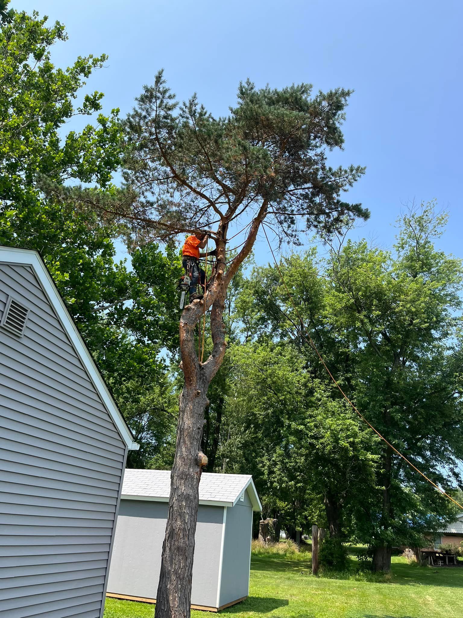 A man is climbing a tree in a yard next to a shed.