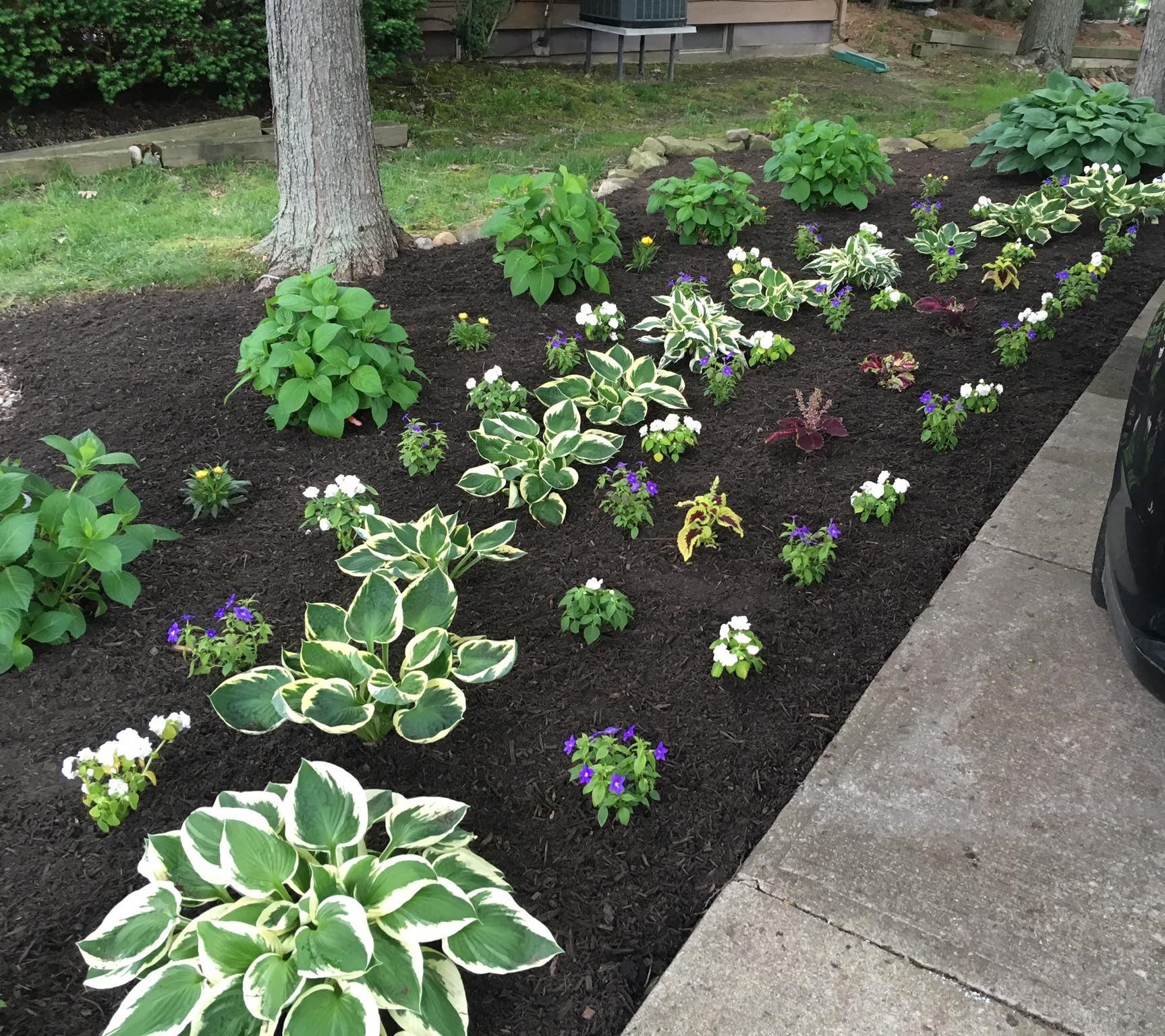 A garden filled with lots of flowers and plants