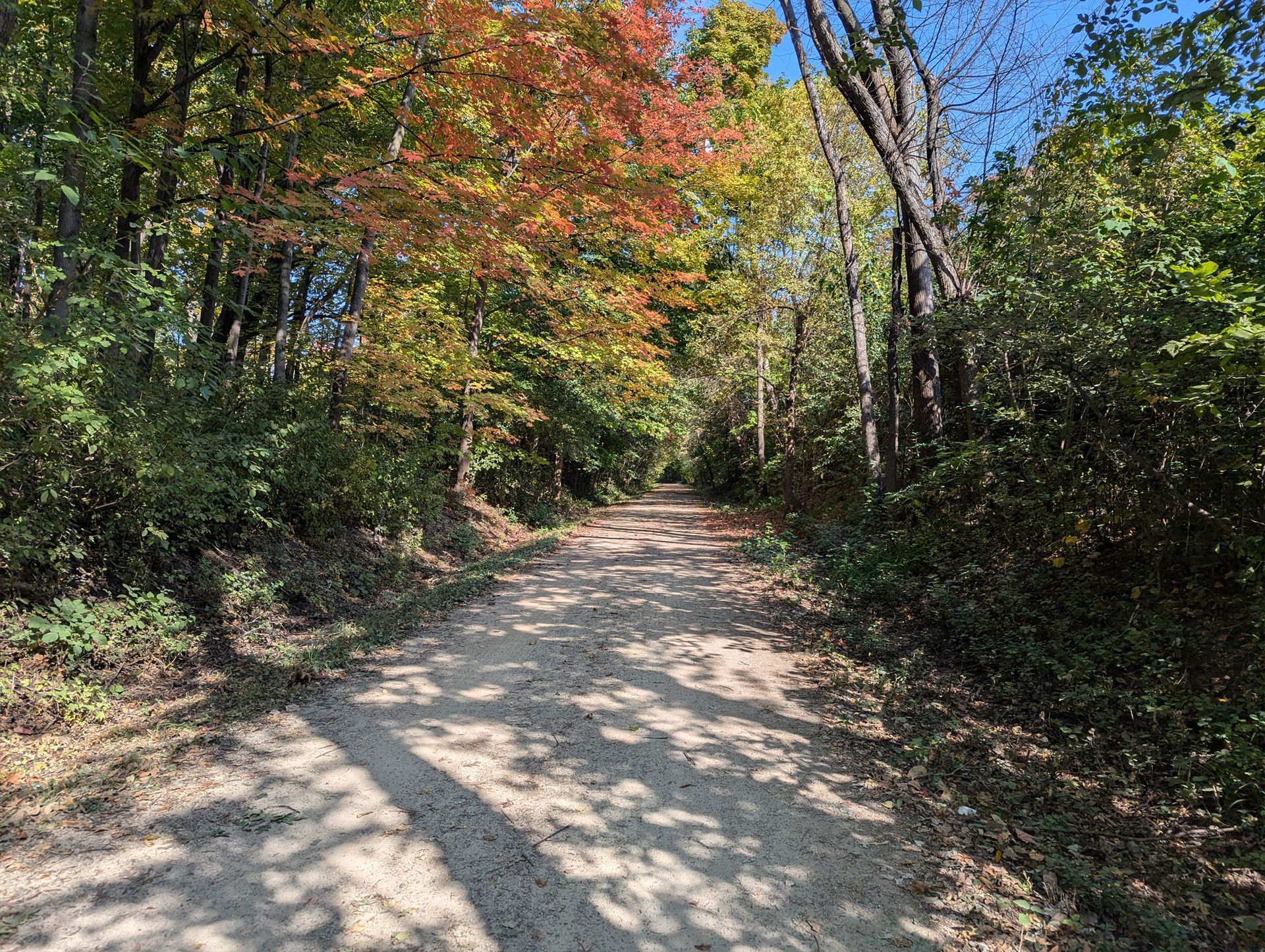 A dirt road surrounded by trees on a sunny day.
