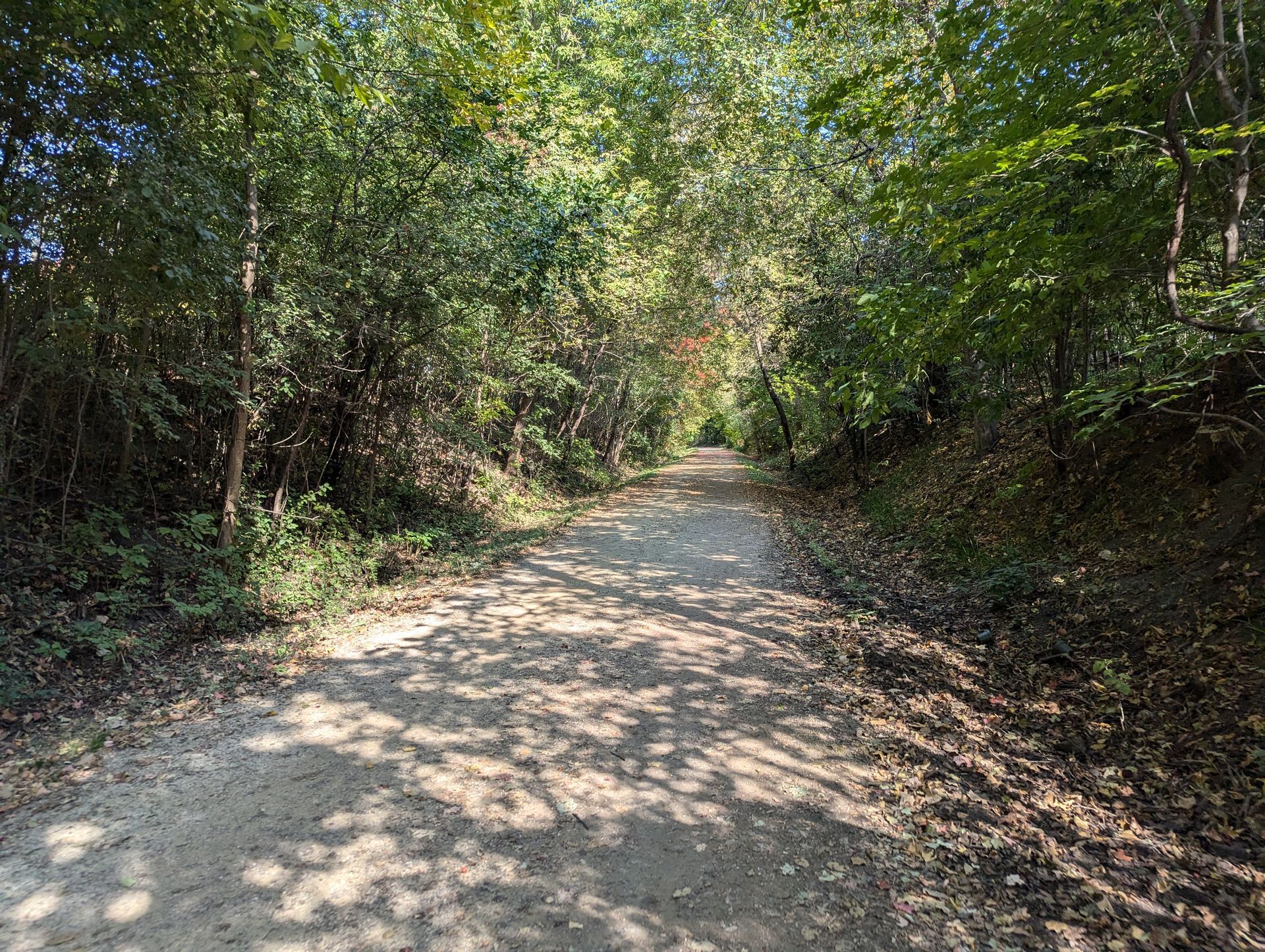 A dirt road surrounded by trees on a sunny day.