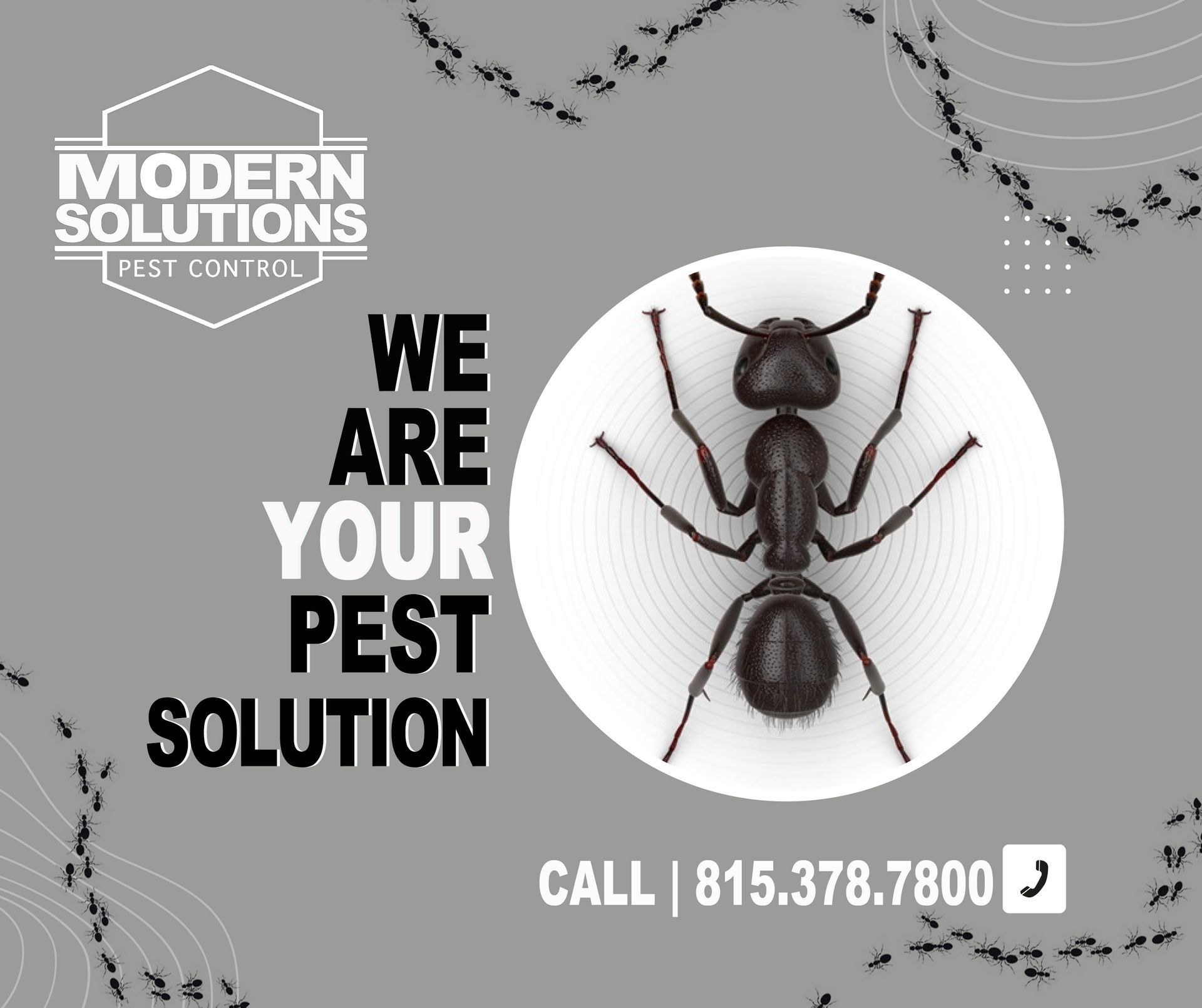 Ant Pest Control | Rockford, IL | Modern Solutions Pest Control