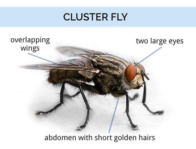Cluster fly, gray body, two large eyes, overlapping wings, abdomen with short golden hairs.