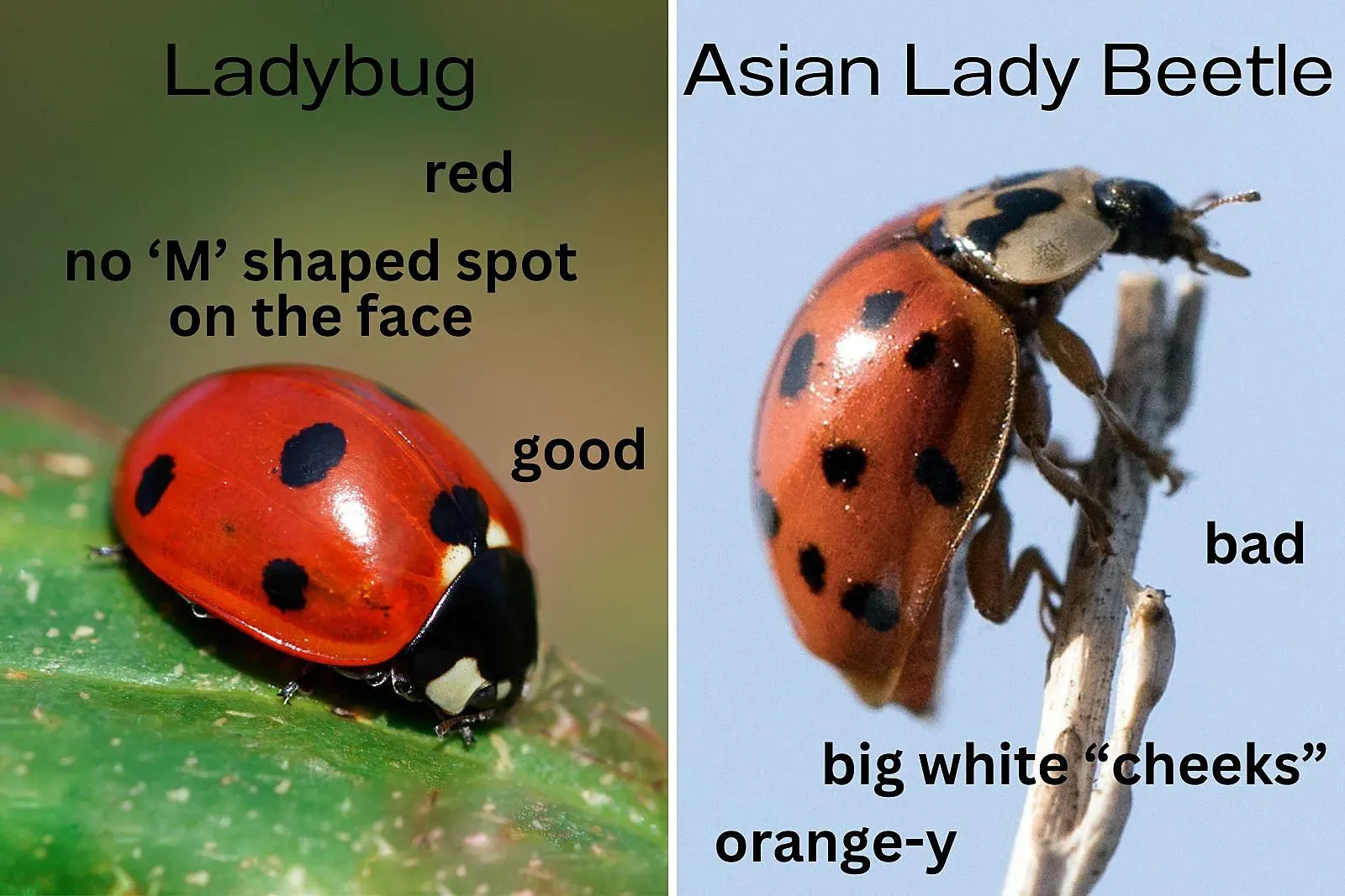 Comparison of a ladybug and an Asian lady beetle, showing key differences in color, spots, and face markings.