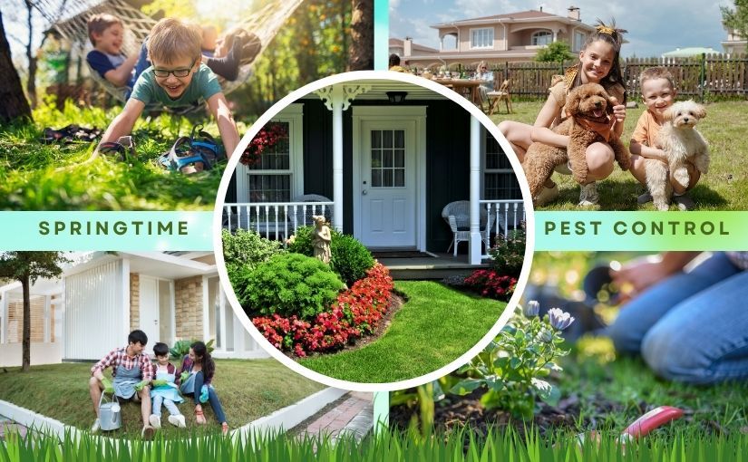 Springtime Pest Control | Rockford, IL | Moddern Solutions