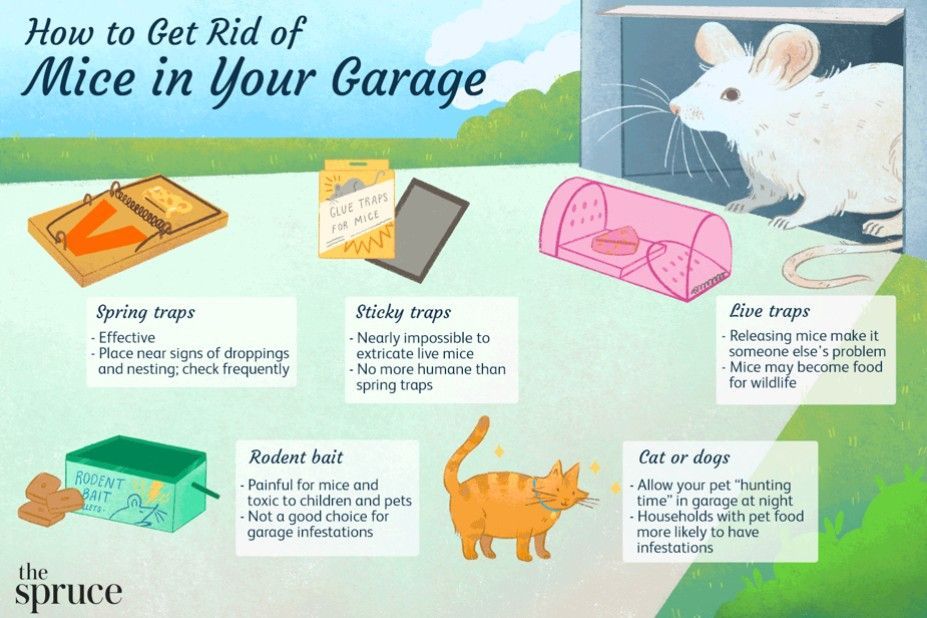 Infographic about getting rid of mice in a garage with traps, rodent bait, and cats.