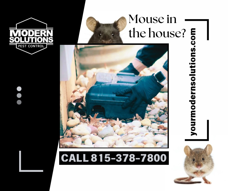 Pest Control | Rockford, IL | Modern Solutions Pest Control