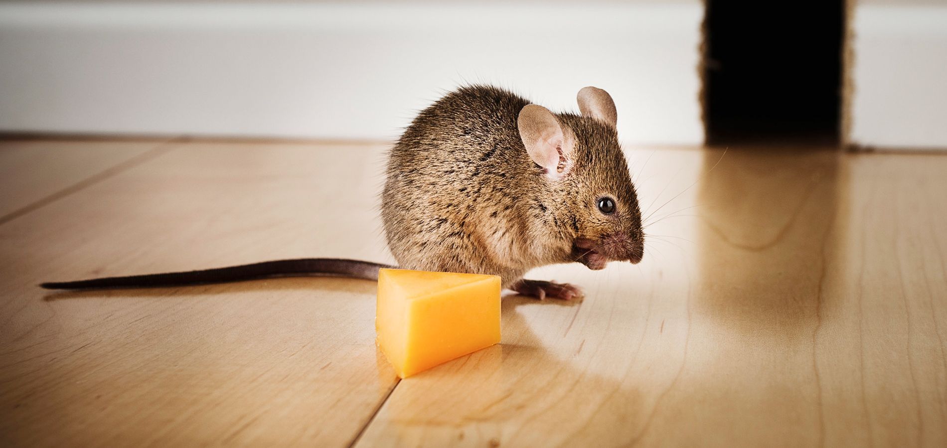 Rodent Pest Control | Rockford, IL | Modern Solutions Pest Control
