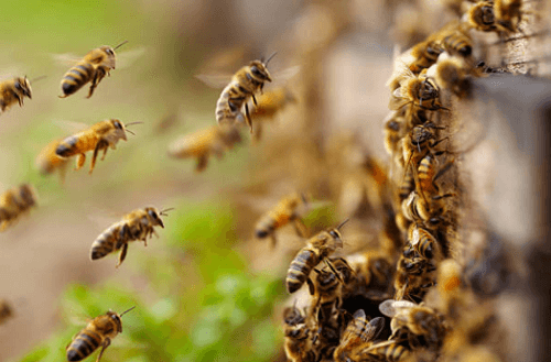 Pest Control | Rockford, IL | Modern Solutions Pest Control