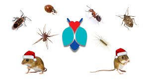 Top-Rated Winter Pest Control | Rockford, IL | Modern Solutions Pest Control