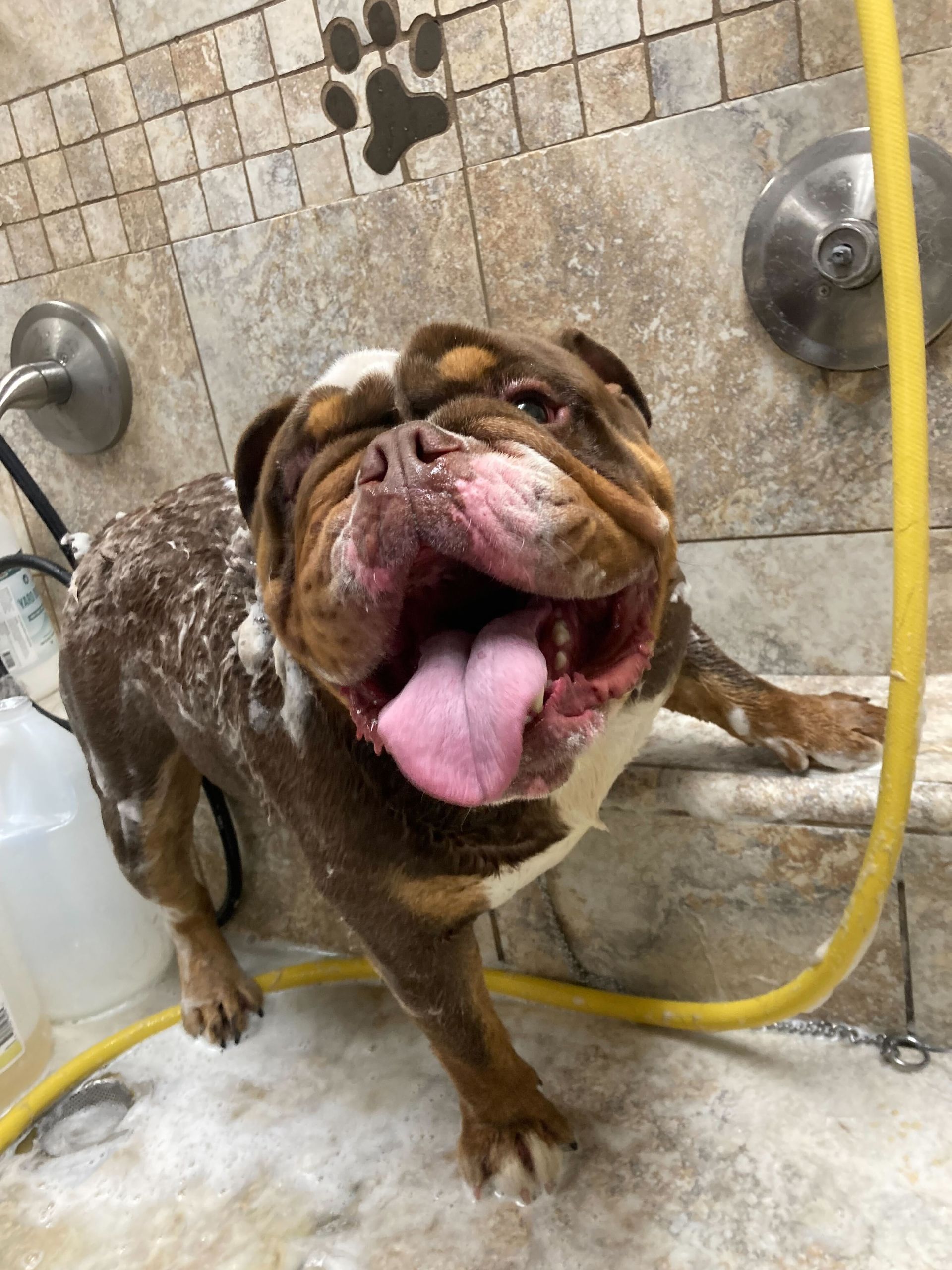 A brown and white bulldog is being bathed in a tiled shower, tongue out and smiling.
