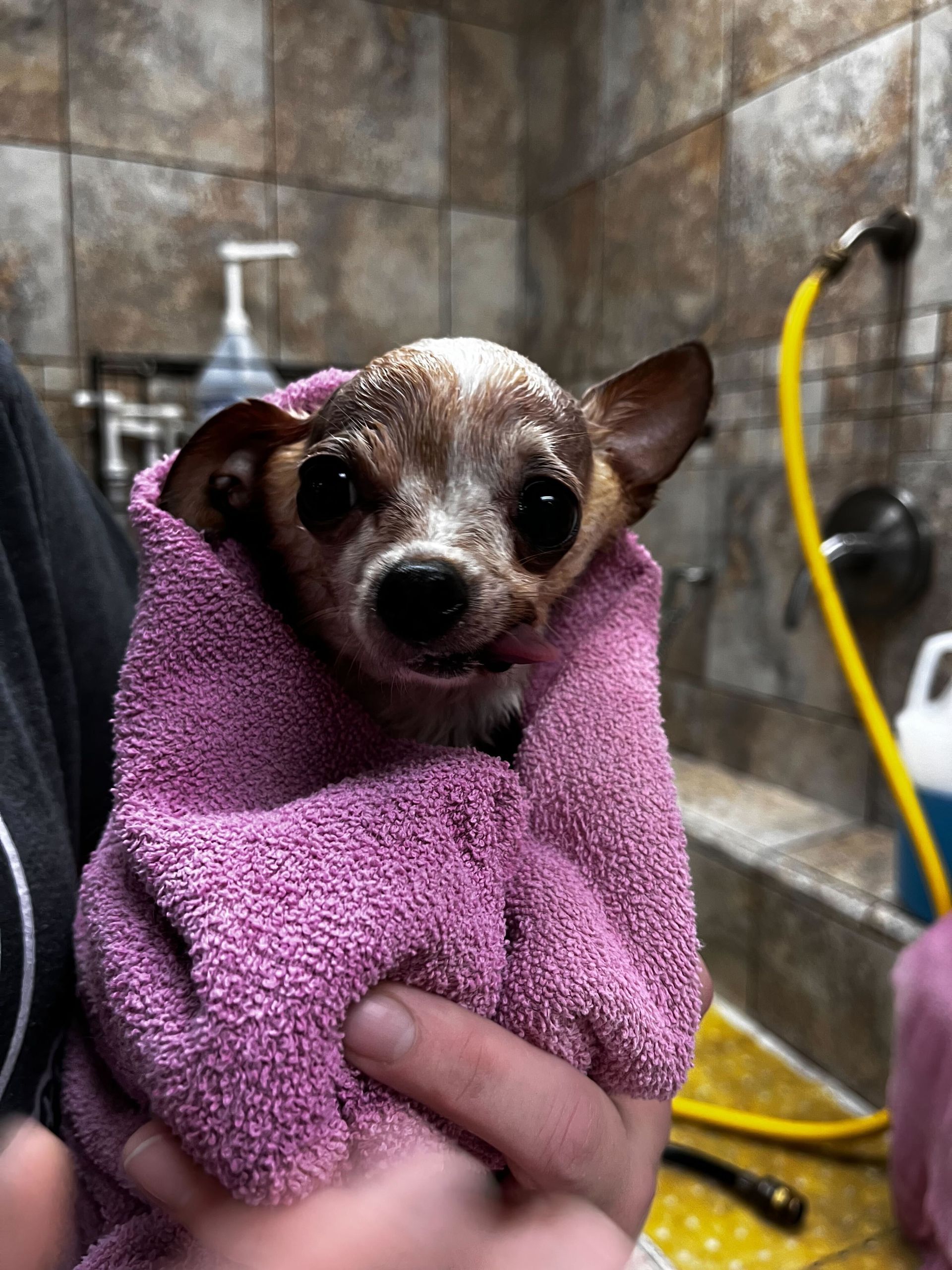 Wet chihuahua wrapped in a pink towel after a bath; bathroom setting.
