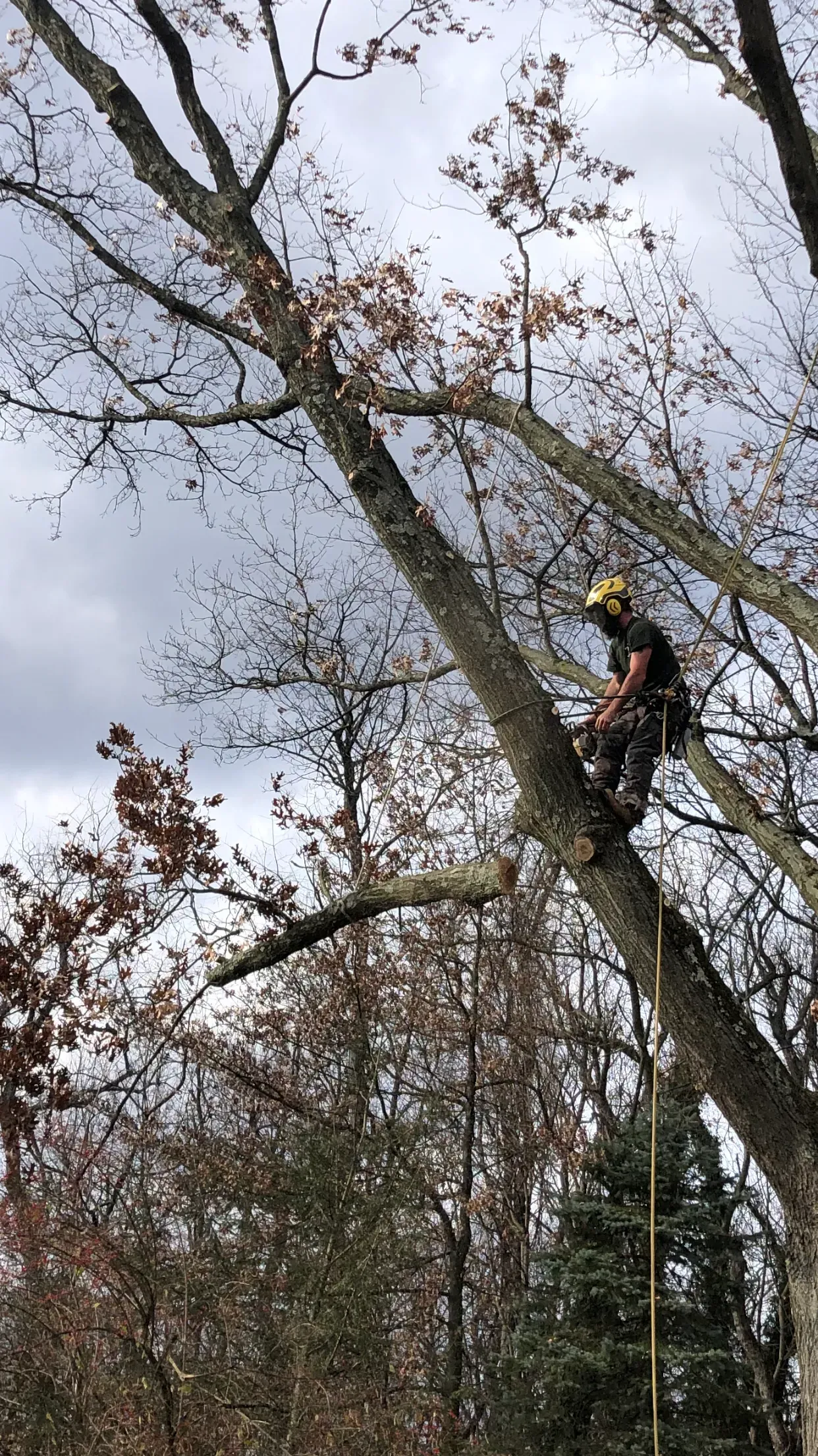 Worker using a lift to trim branches high in a leafless tree.