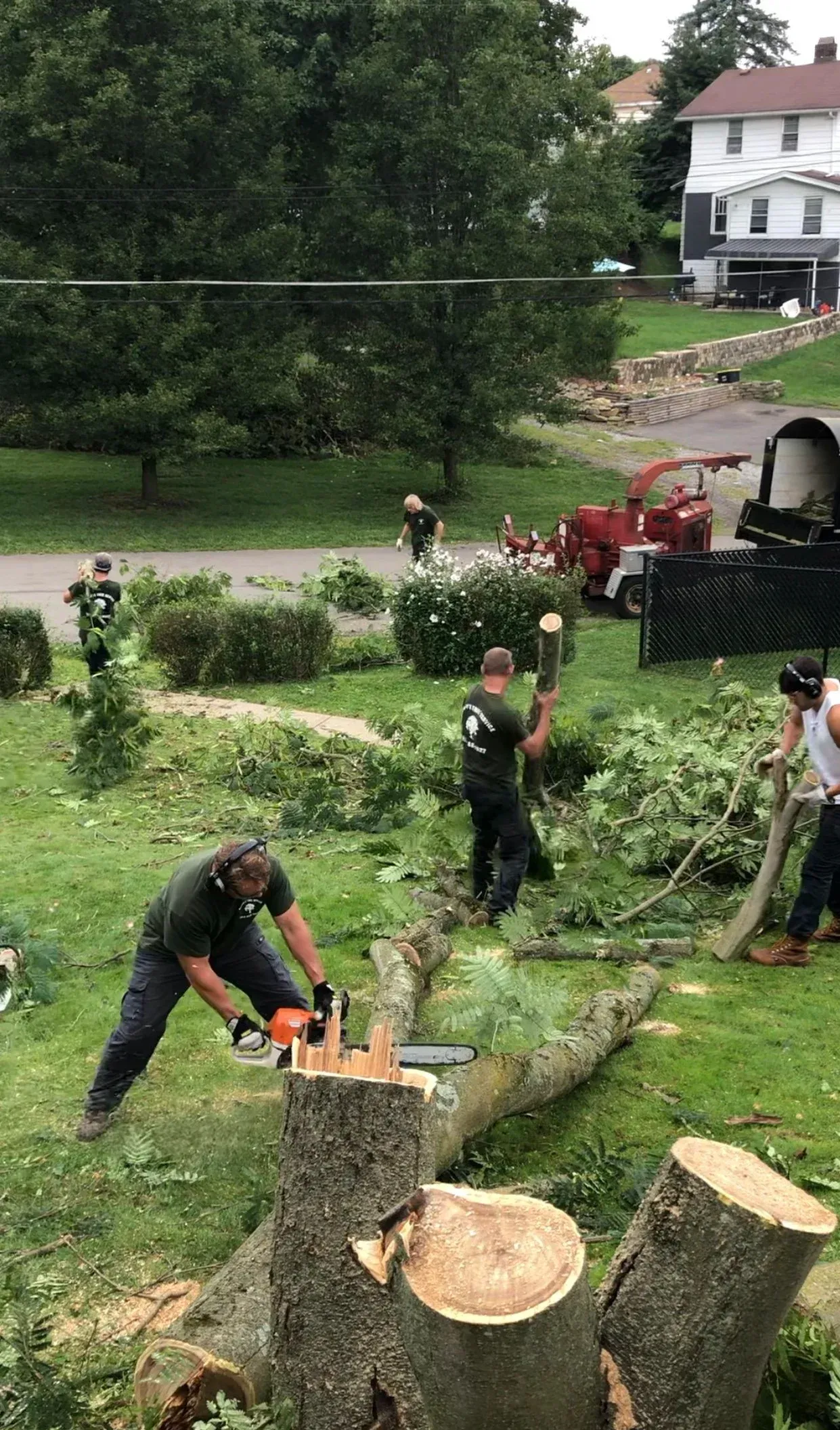 Workers using chainsaws to cut tree trunks and branches in a grassy yard near a road