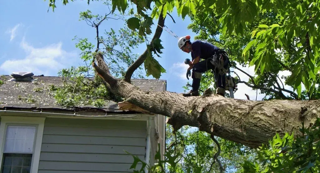 Worker trimming a large tree limb over a house roof on a sunny day