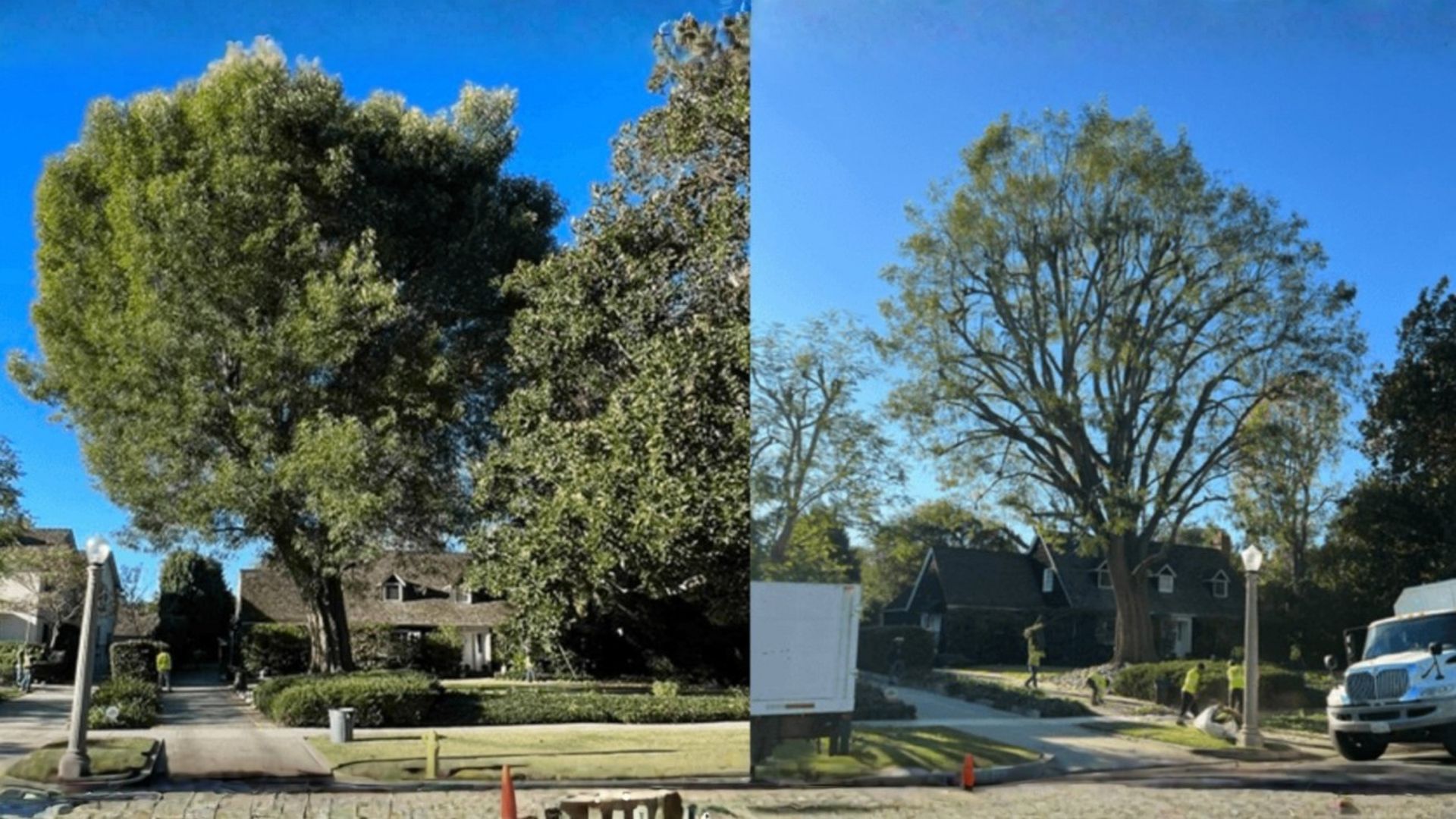 Split-view of a leafy tree before and after pruning on a sunny suburban street.