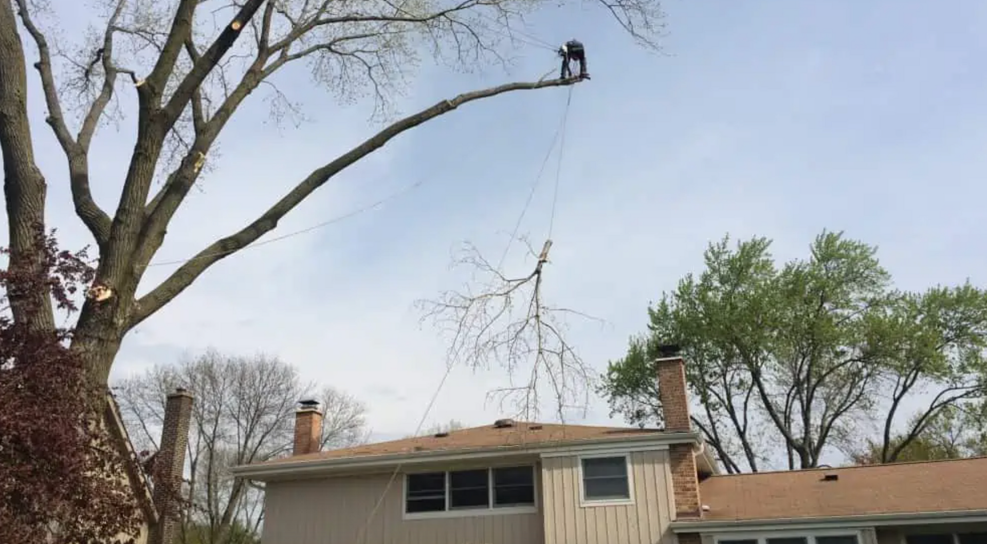 Mason's Tree Service