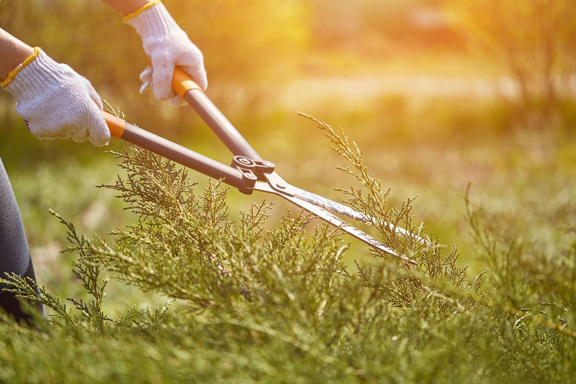local landscaping company