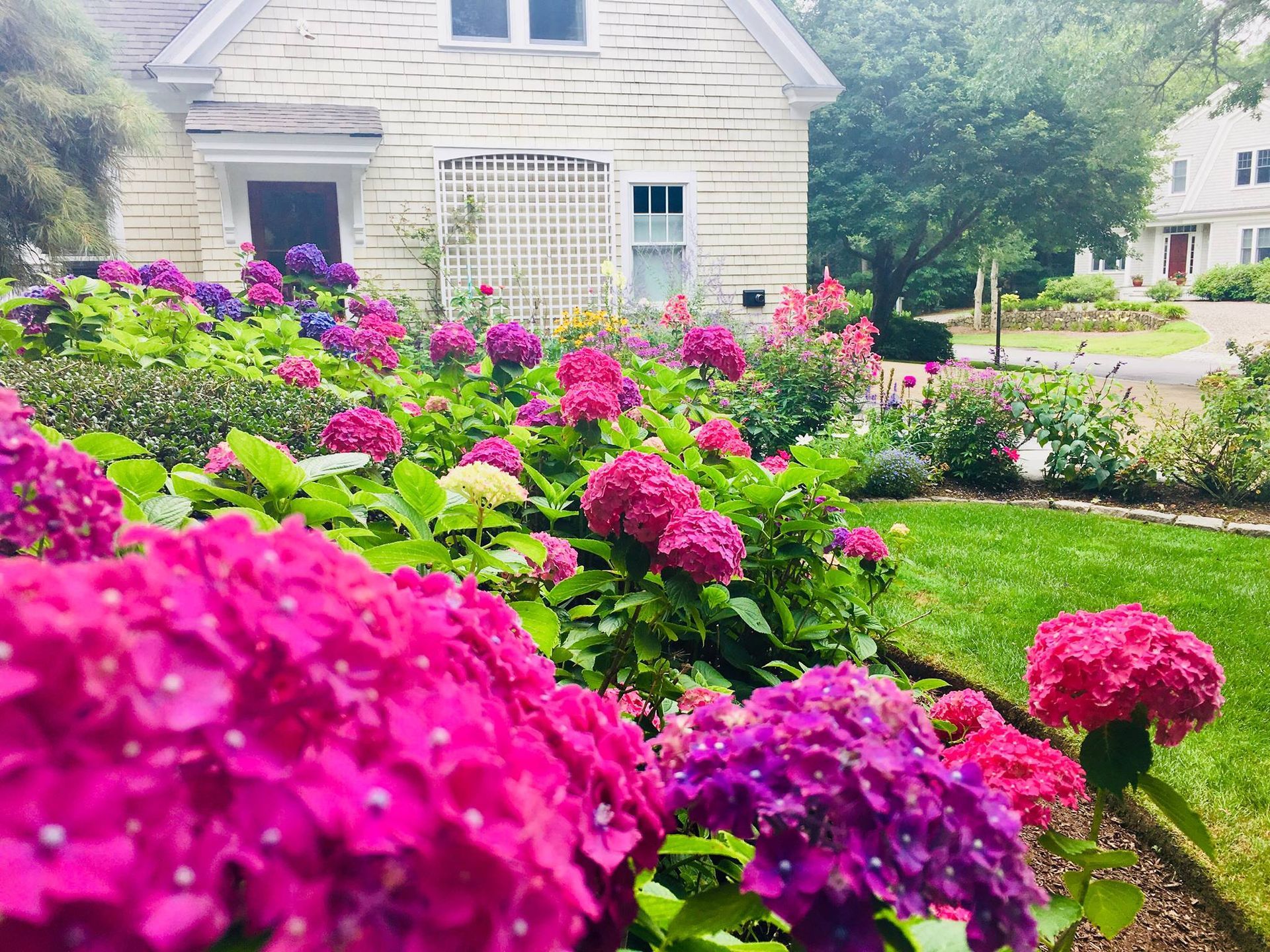 Bright pink and purple hydrangeas bloom in front of a weathered yellow house with green lawn.