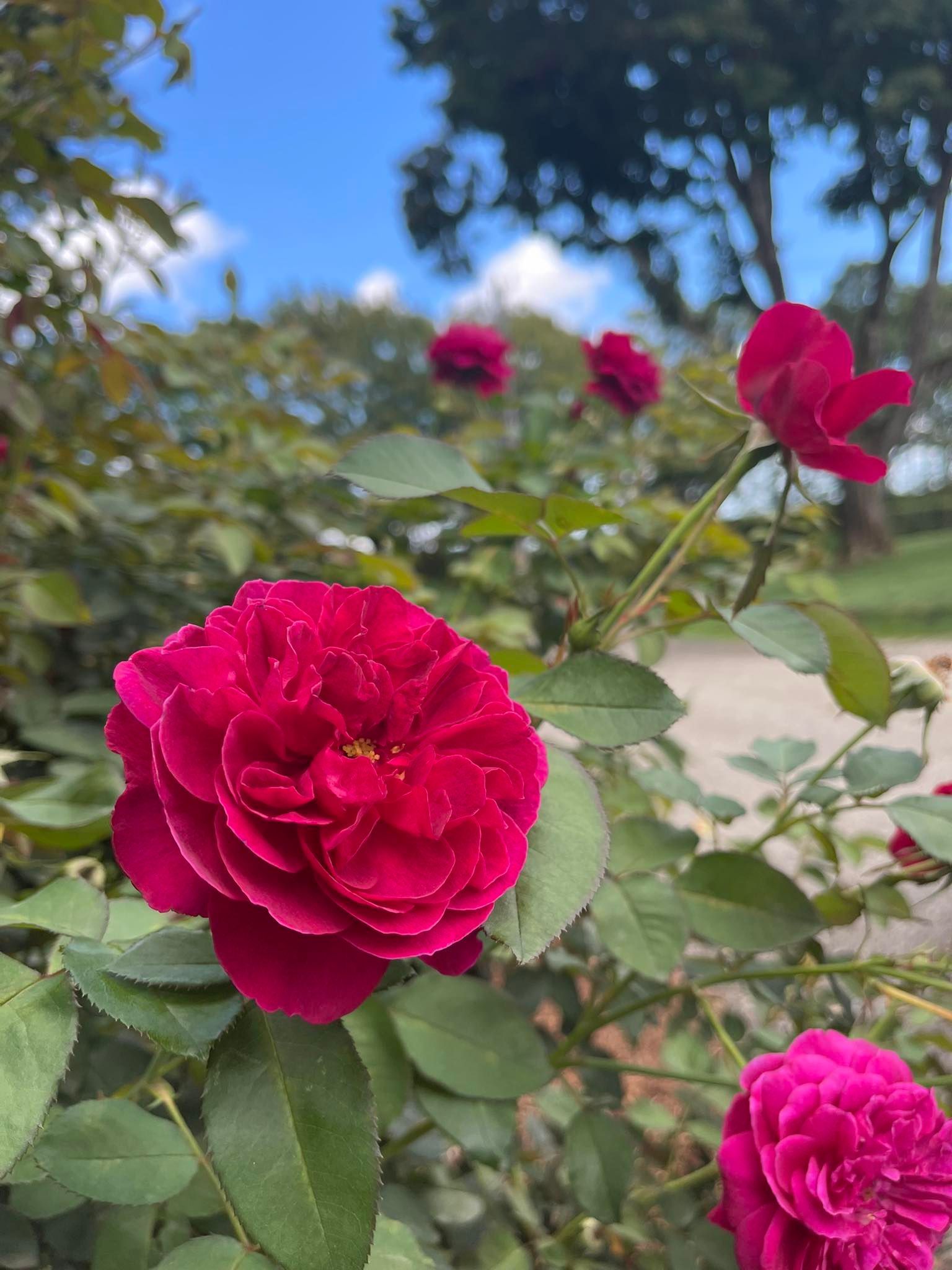 Red roses blooming, with green leaves and a blurred background of trees and sky.