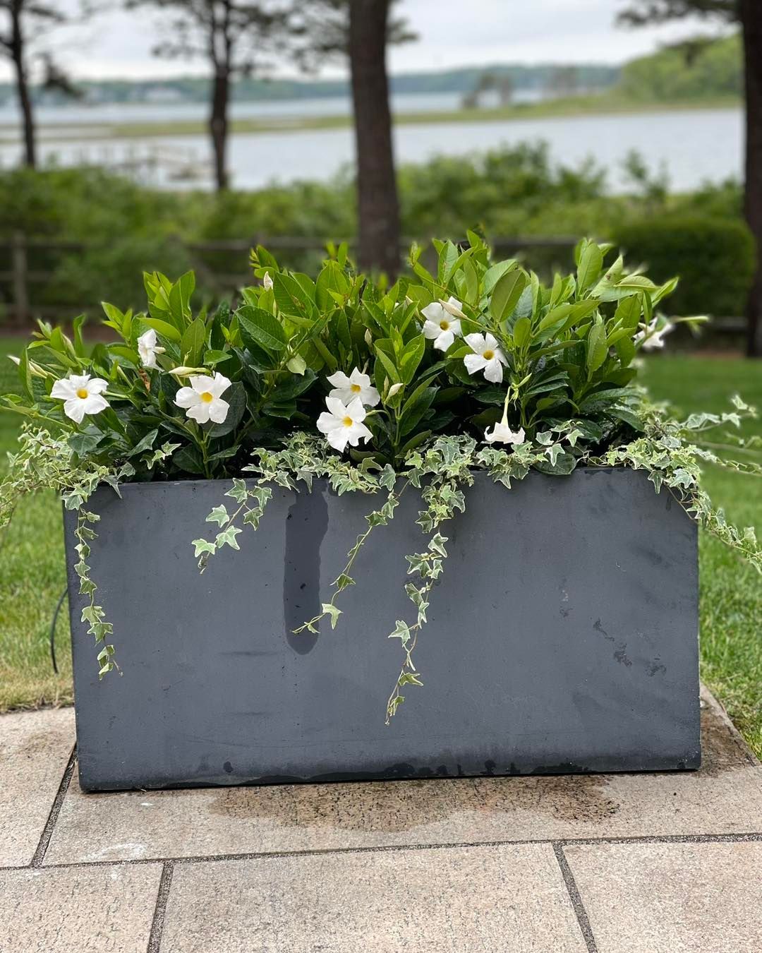 Gray rectangular planter box filled with greenery and white flowers, outdoors by water.