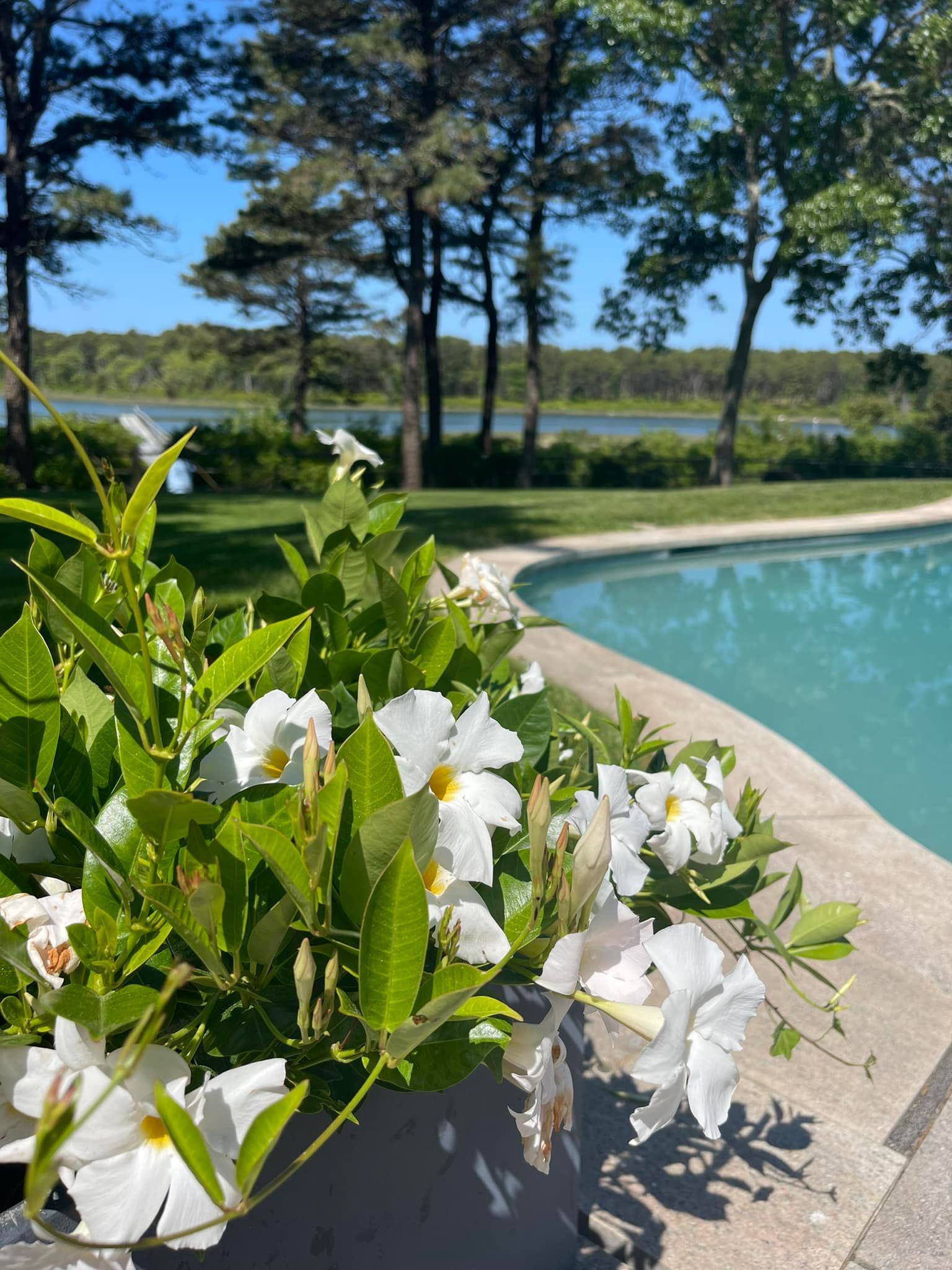 White flowers in bloom by a pool, overlooking a lake and trees under a blue sky.