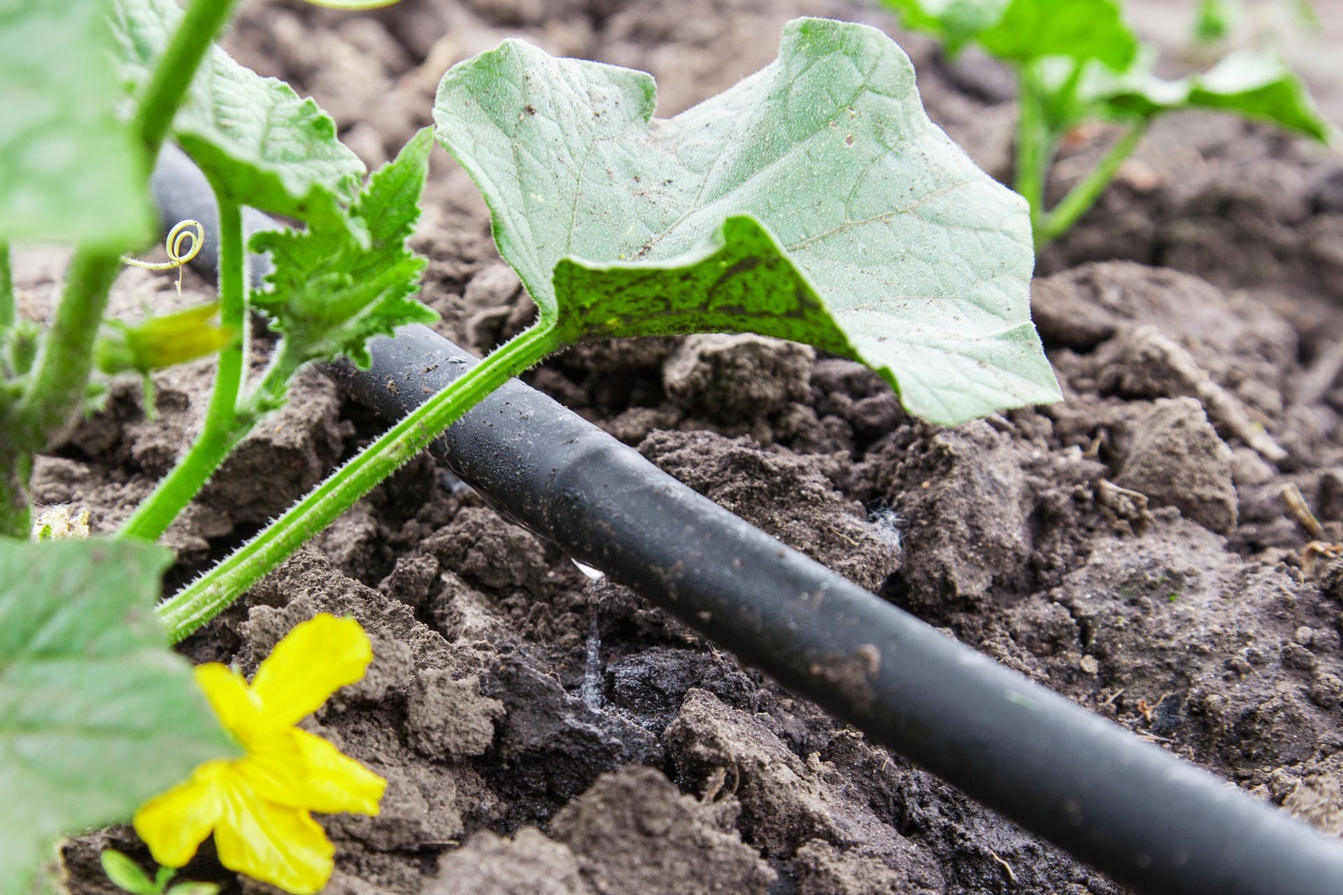 Black drip irrigation tubing near a cucumber plant with a yellow flower and green leaves, in soil.